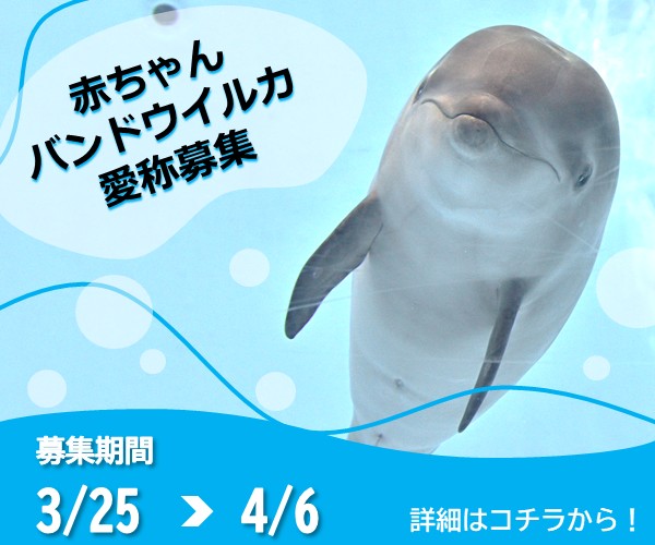 イルカ様専用 （名古屋港水族館ホームページ<公式>） 