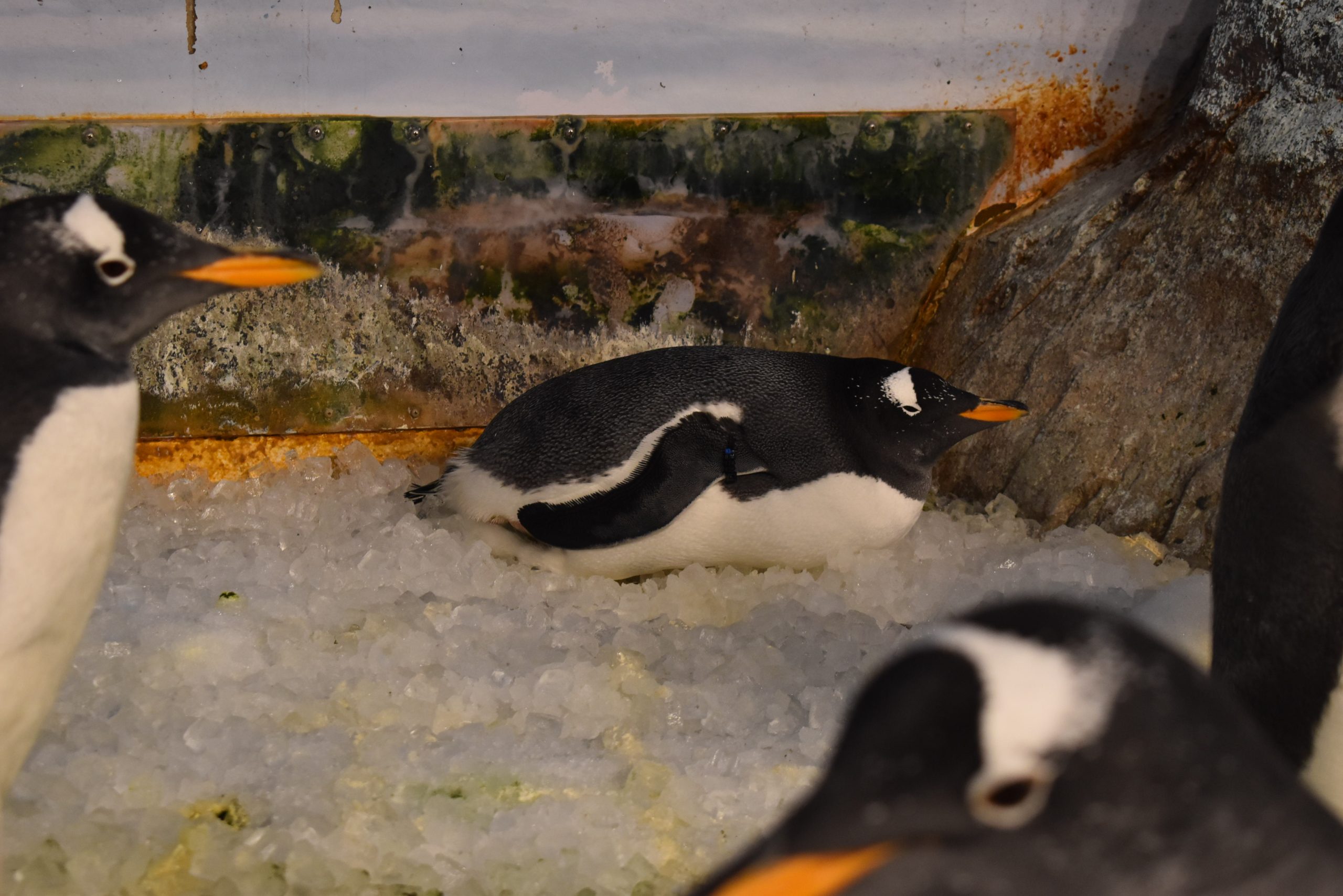ペンギンスリープ