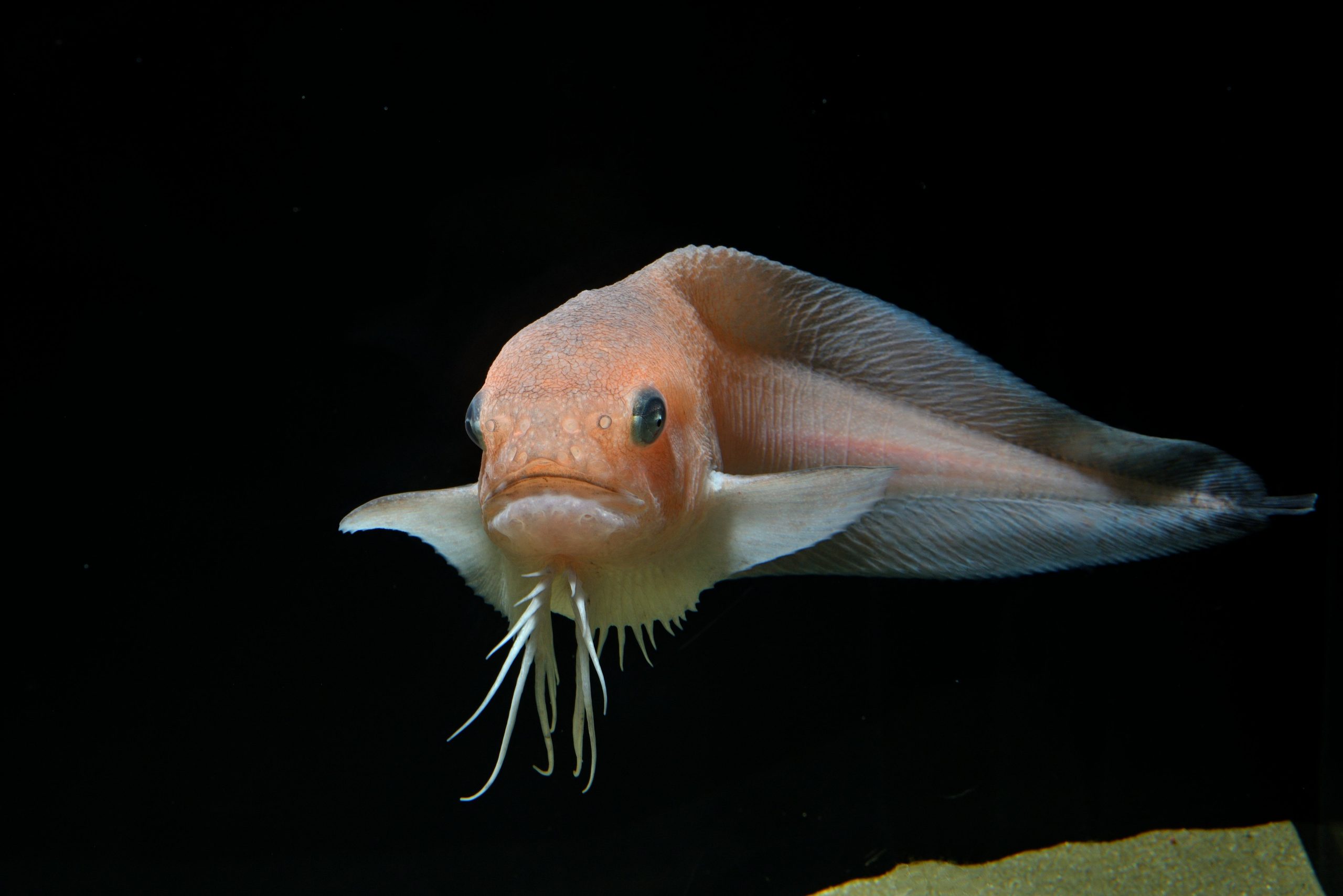 これぞ深海魚!ザラビクニン