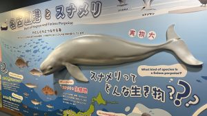 水族館の中にスナメリ出現！？