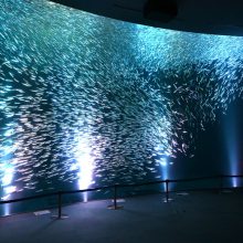 ～音楽と光による幻想的な演出～ 5月のマイワシのトルネードは 名古屋港水族館×JERAコラボバージョンとなります