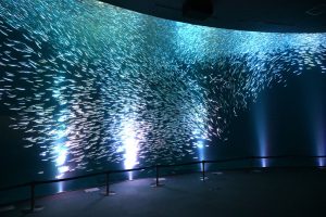 ～音楽と光による幻想的な演出～ 5月のマイワシのトルネードは 名古屋港水族館×JERAコラボバージョンとなります