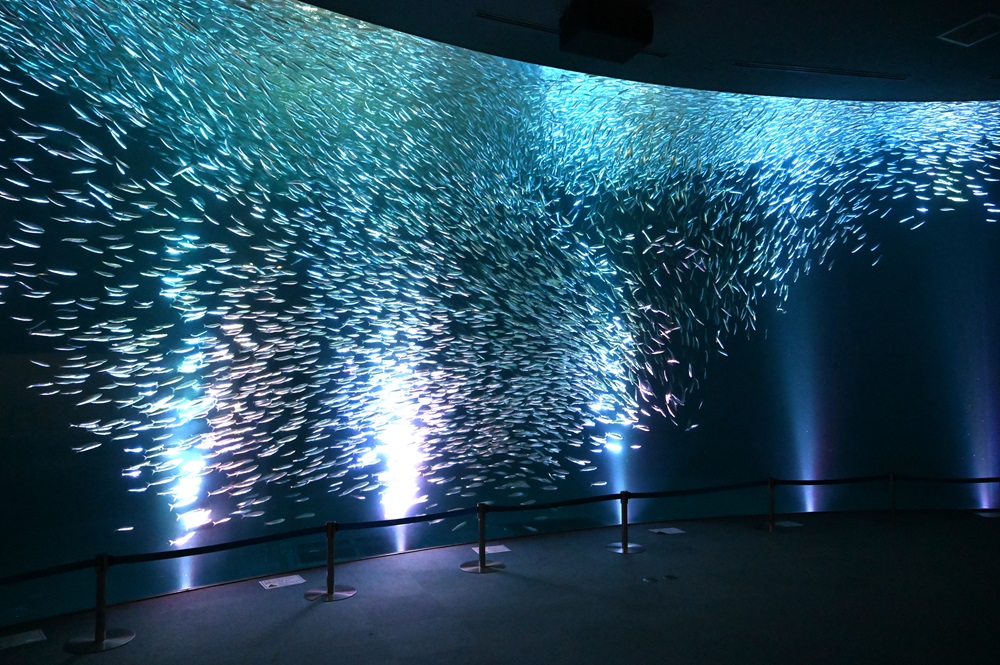 ～音楽と光による幻想的な演出～ 5月のマイワシのトルネードは 名古屋港水族館×JERAコラボバージョンとなります