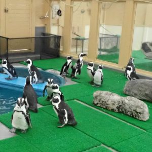 ペンギンデッキが広くなりました！