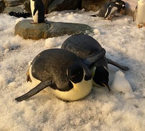 ペンペンギンタイムズからのお知らせ～スカスカ作戦！～