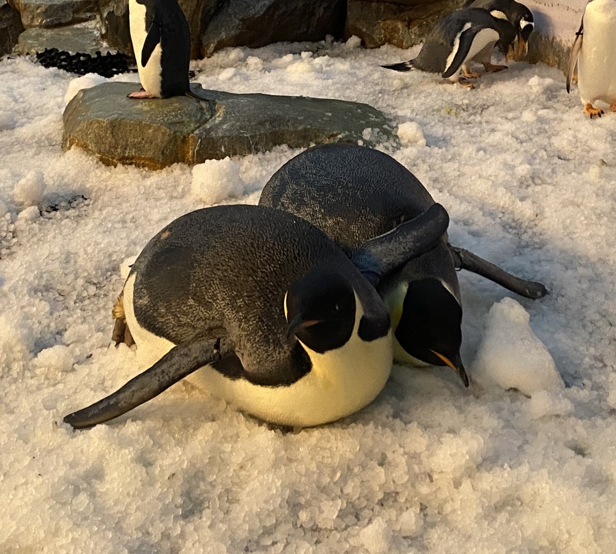 ペンペンギンタイムズからのお知らせ～スカスカ作戦！～