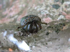 ヤドカリのお家事情