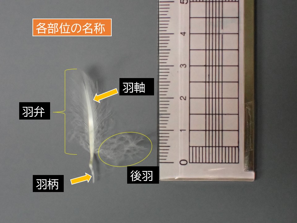 ケープペンギンの羽、みたことありますか?|研究・教育|名古屋港水族館ホームページ