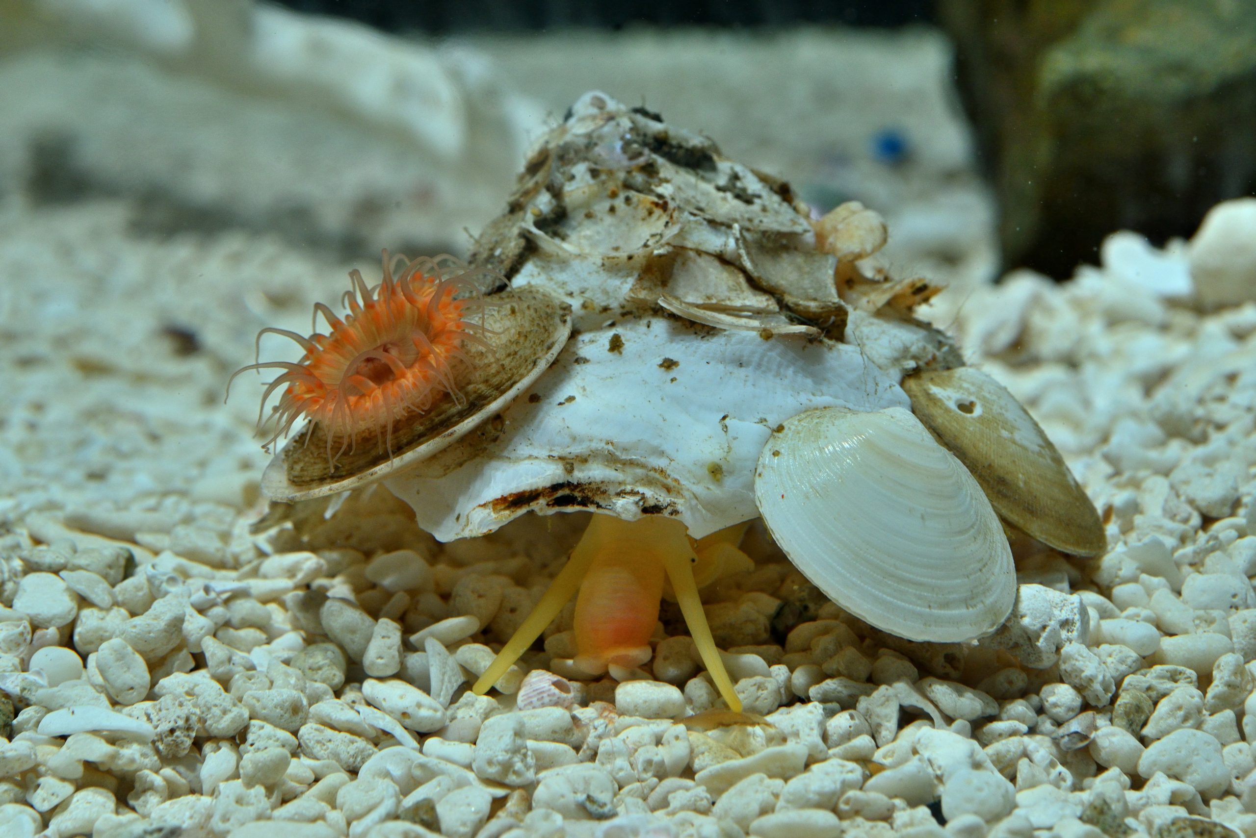 深海のファッショニスタ｜研究・教育｜名古屋港水族館ホームページ<公式>