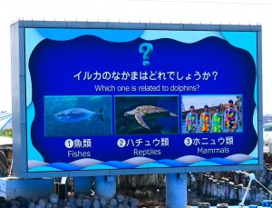 目指せ！イルカパフォーマンスのレクチャーコンプリート！