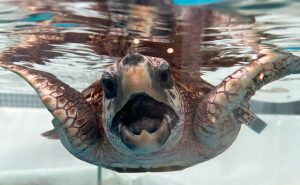 目立つ海洋（漂流）ごみ：ポリ袋