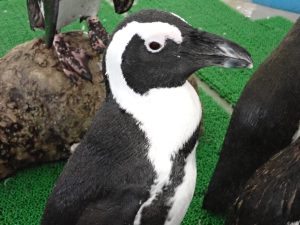 ケープペンギンの羽、みたことありますか？