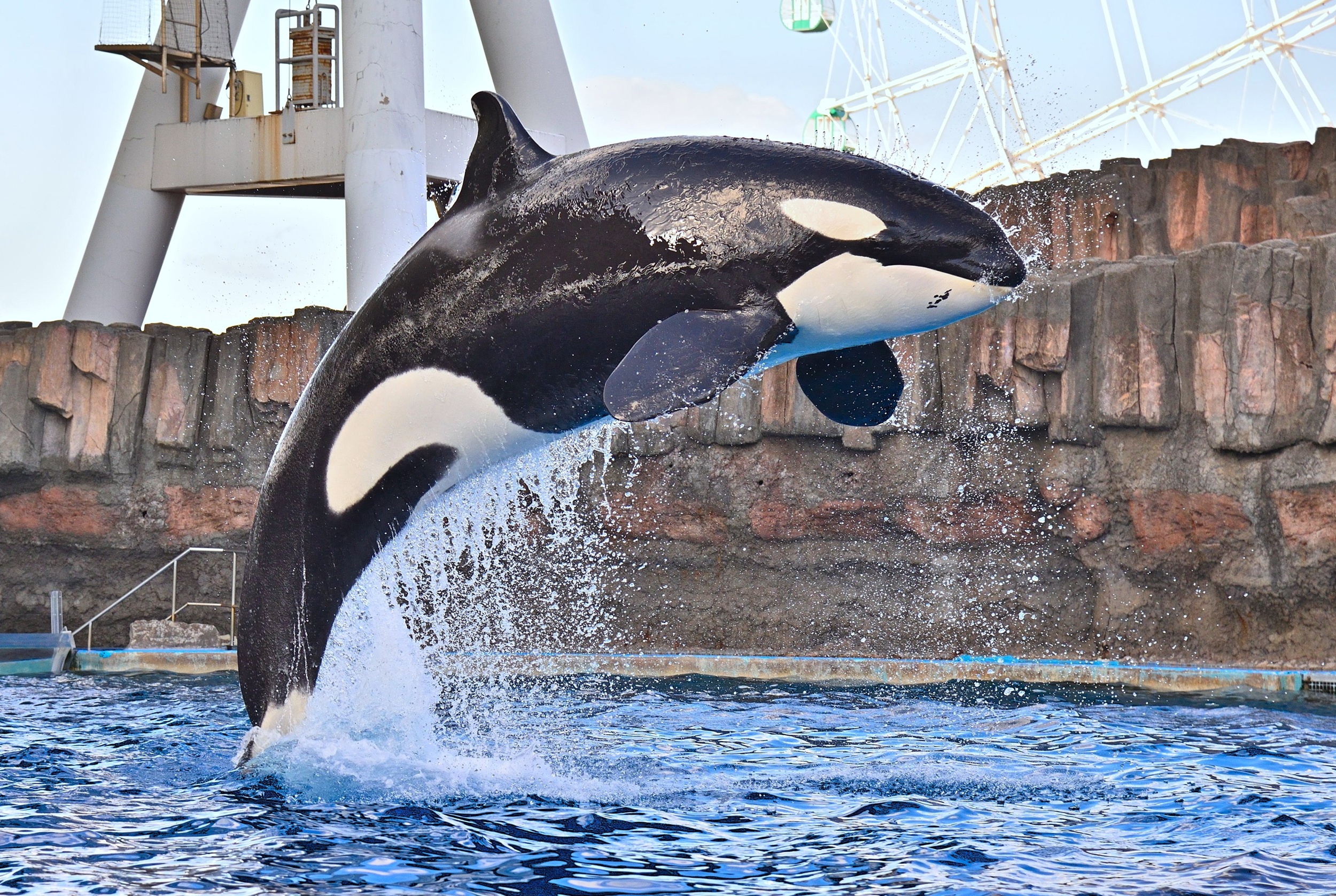 名古屋 港 水族館 シャチ