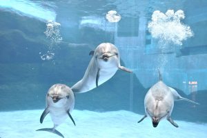 「水族館deモーニング」の参加者を募集します