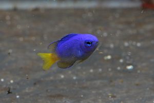 夏の季節展示「夏空」を開催します ～夏空を連想させる「ソラスズメダイ」の展示をスタート～