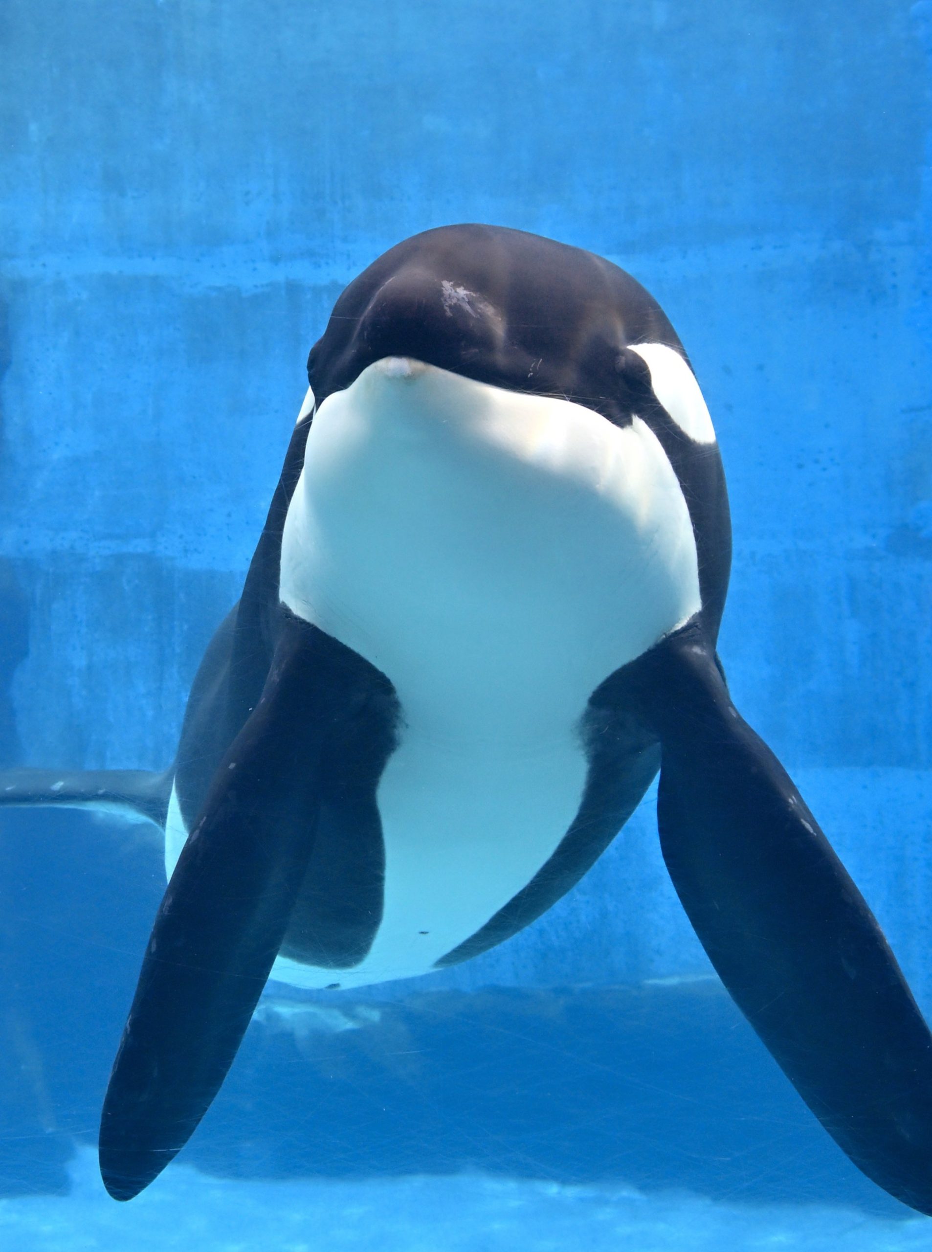 アースへの献花等への御礼｜研究・教育｜名古屋港水族館ホームページ<公式>