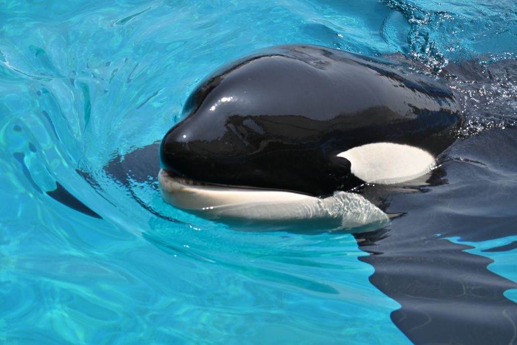 名古屋港水族館のシャチ「アース」