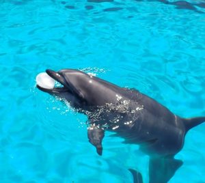 イルカへのサプライズプレゼント🎁