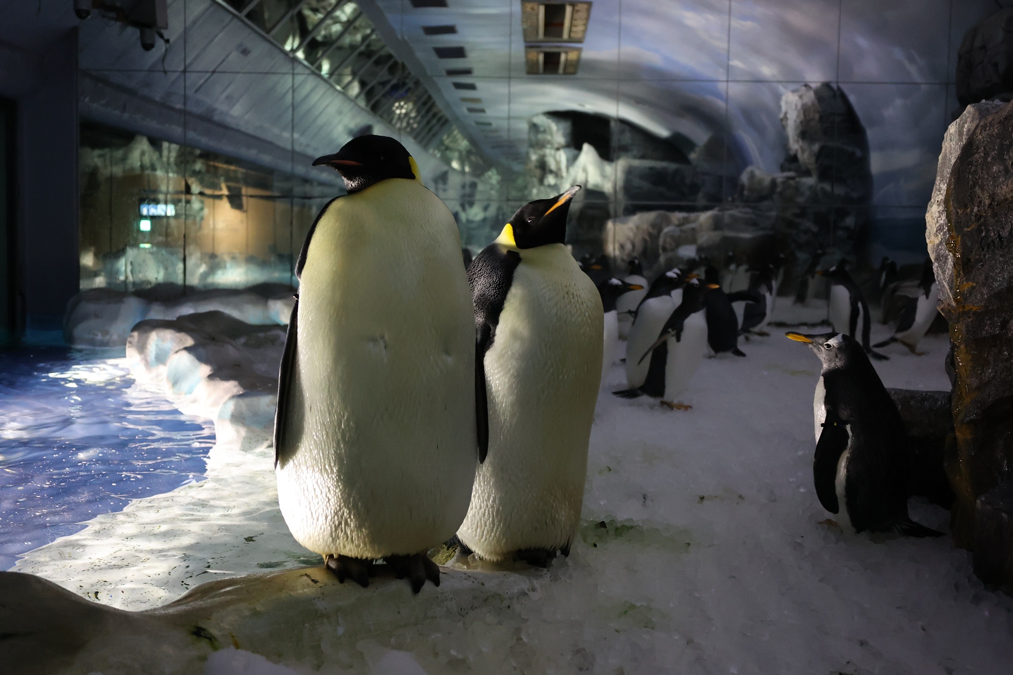 エンペラーペンギンの卵について