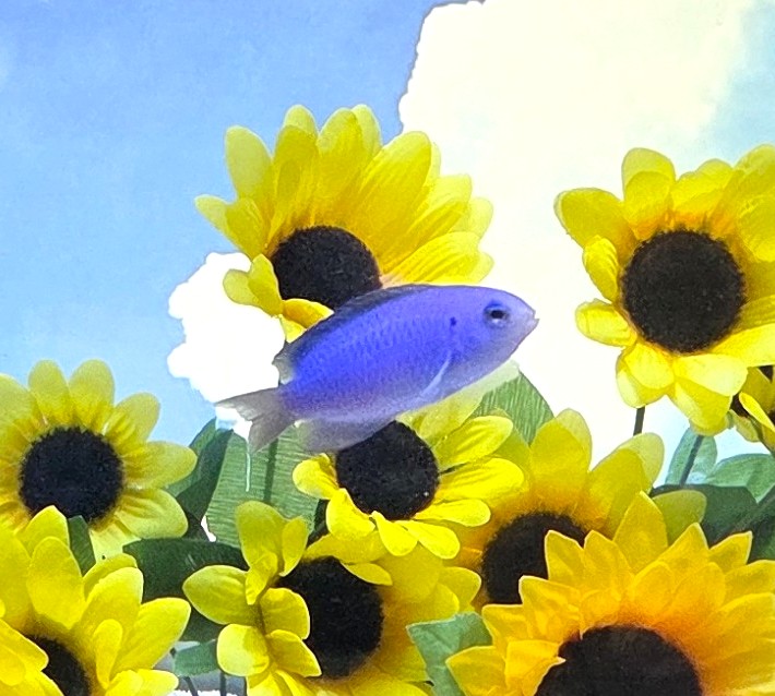 「夏空」～季節展～