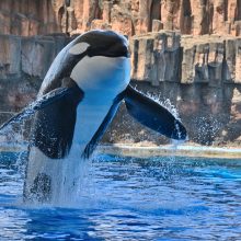 シャチ「アース」の死因について