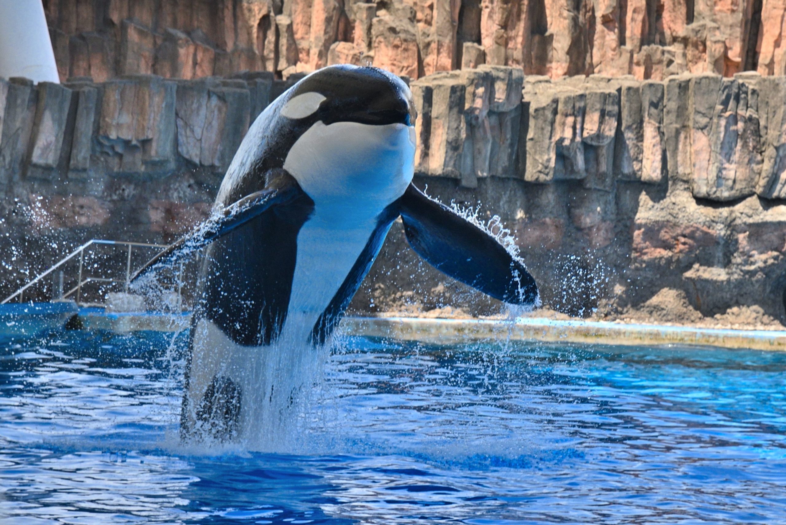 シャチ「アース」の死因について