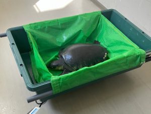 ブタバナガメ身体測定
