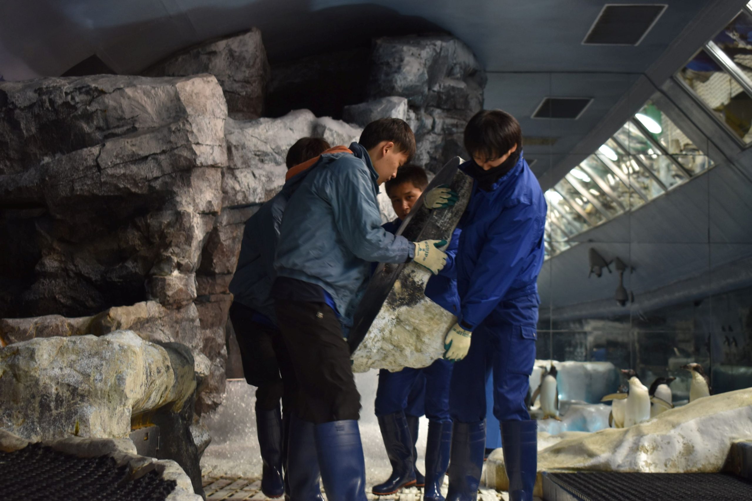 ペンギン展示水槽の風物詩