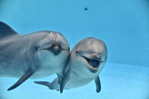 イルカの赤ちゃんのおはなし in 熱田神宮