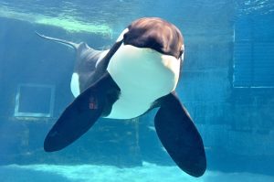 シャチ「アース」メモリアル写真展を開催します