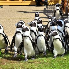 ケープペンギンたちによるお散歩イベント 「ペンギンよちよちウォーク」を開催します
