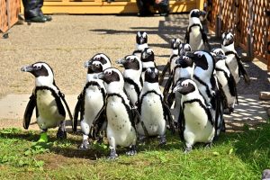 ケープペンギンたちによるお散歩イベント 「ペンギンよちよちウォーク」を開催します