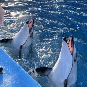 目が追い付かない！！