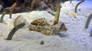 チンアナゴ水槽の裏番長