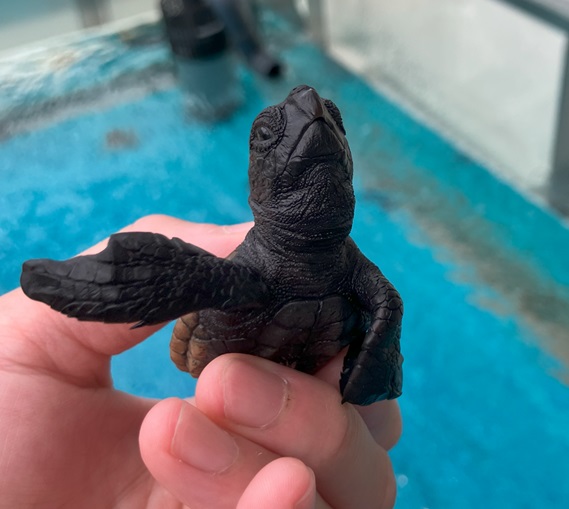 ウミガメの角！！