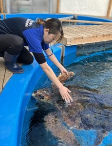 掃除大作戦！！ ～アカウミガメのトレーニング～