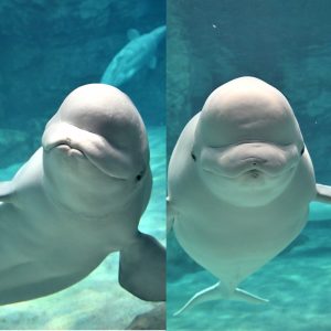 オス同士のあれこれ。　　