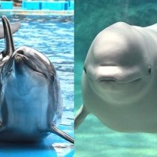 当館のベルーガとバンドウイルカが妊娠しました