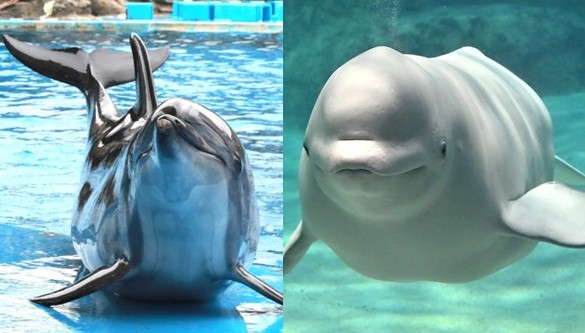 当館のベルーガとバンドウイルカが妊娠しました