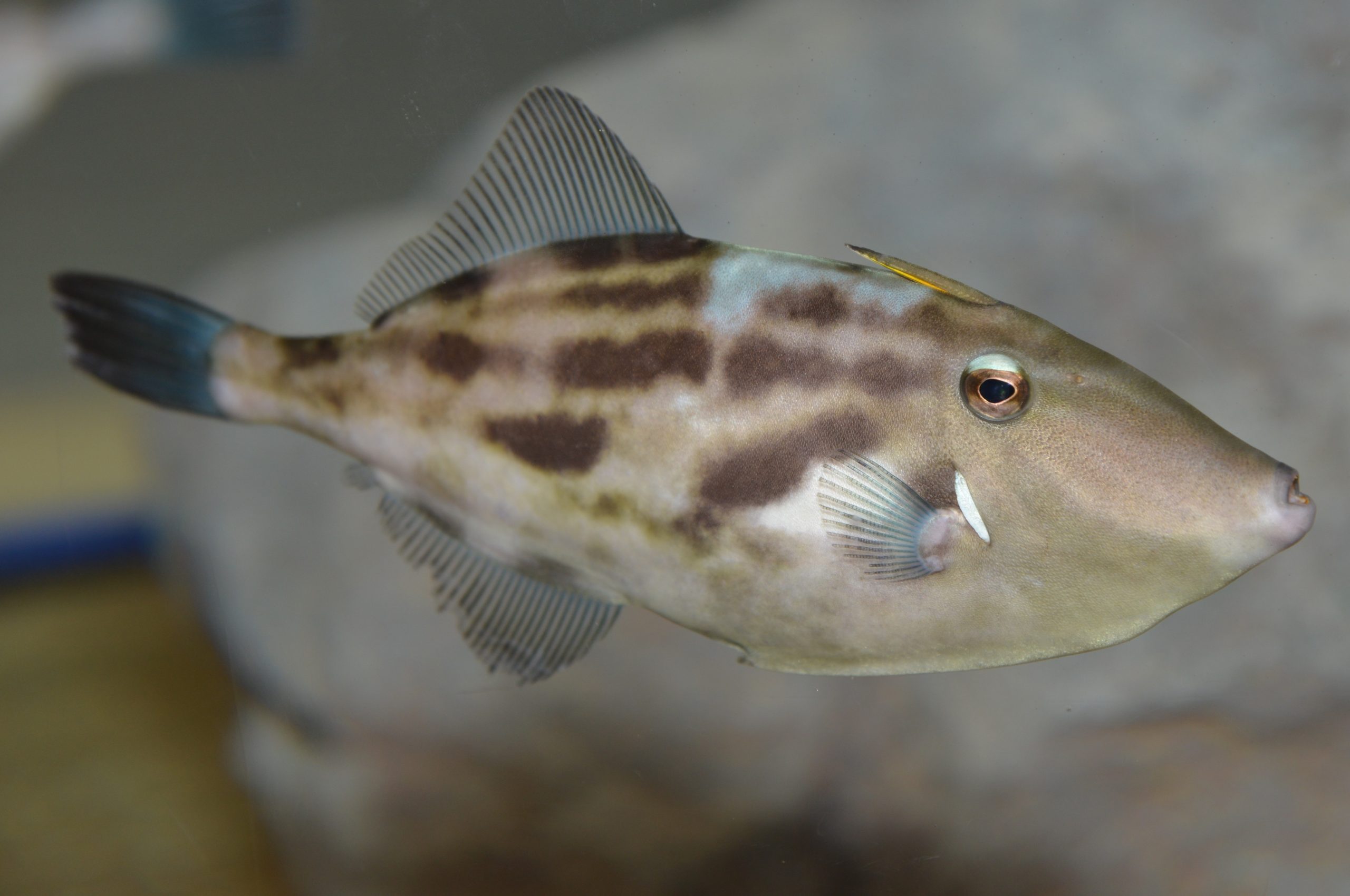 季節展示「干支展」 「ウマ面（づら）な魚」を展示します