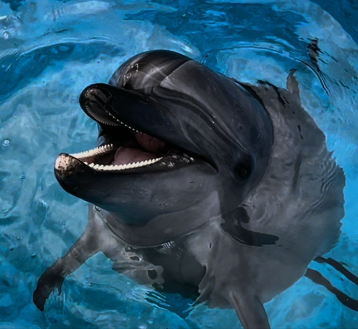 バンドウイルカのアン、妊娠中です！