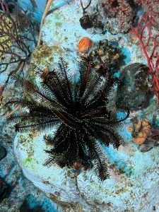 水槽を動き回るあれの正体は…？！