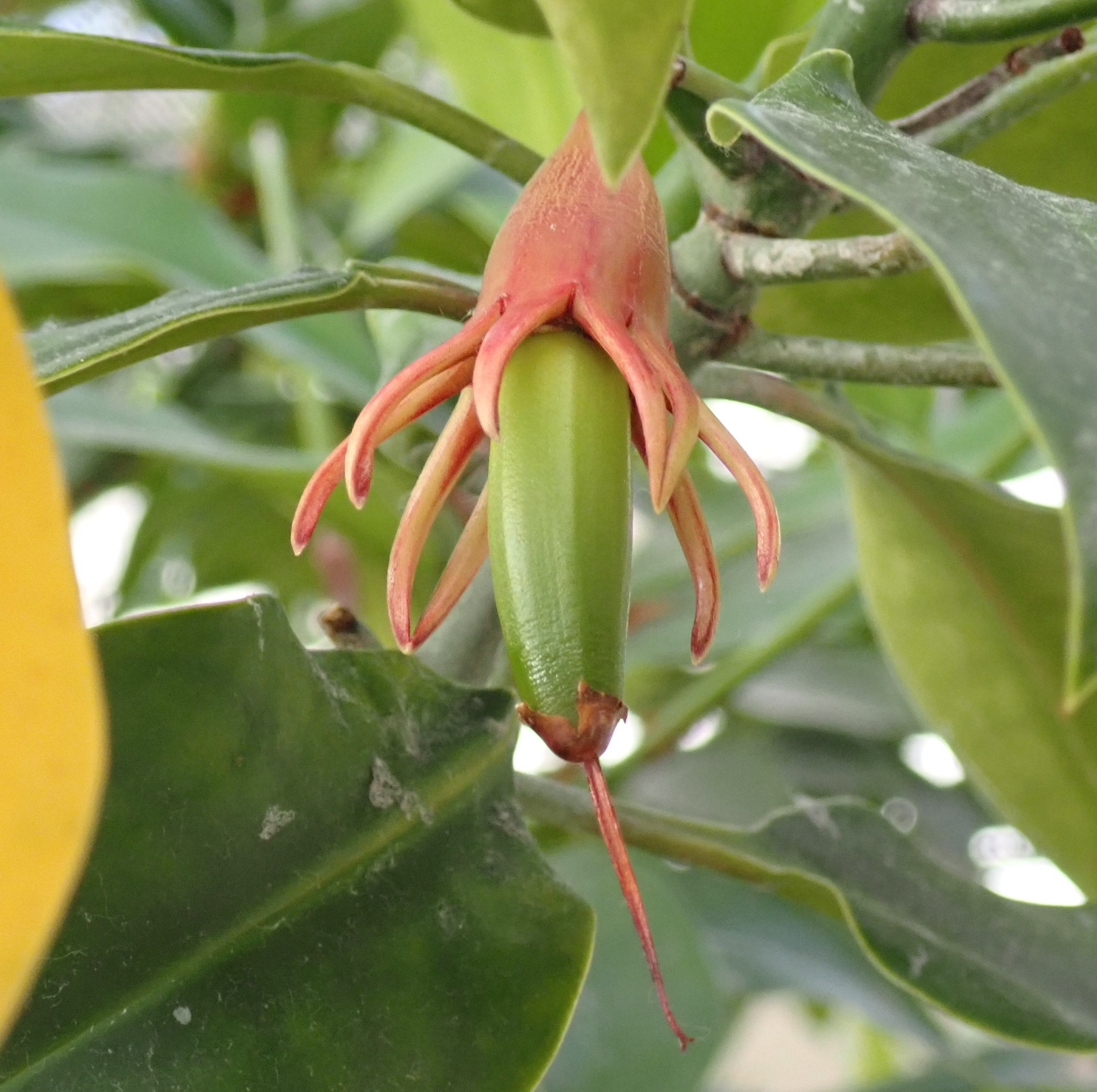 マングローブ水槽　つながる命（続編）