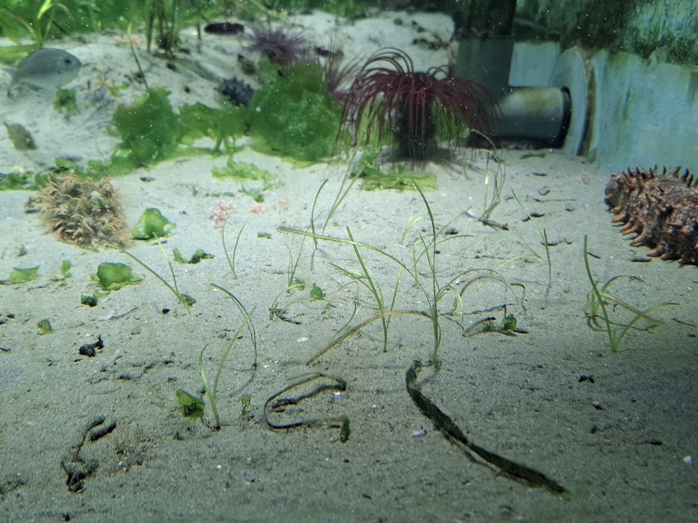 展示にデビュー！種から育てたアマモたち