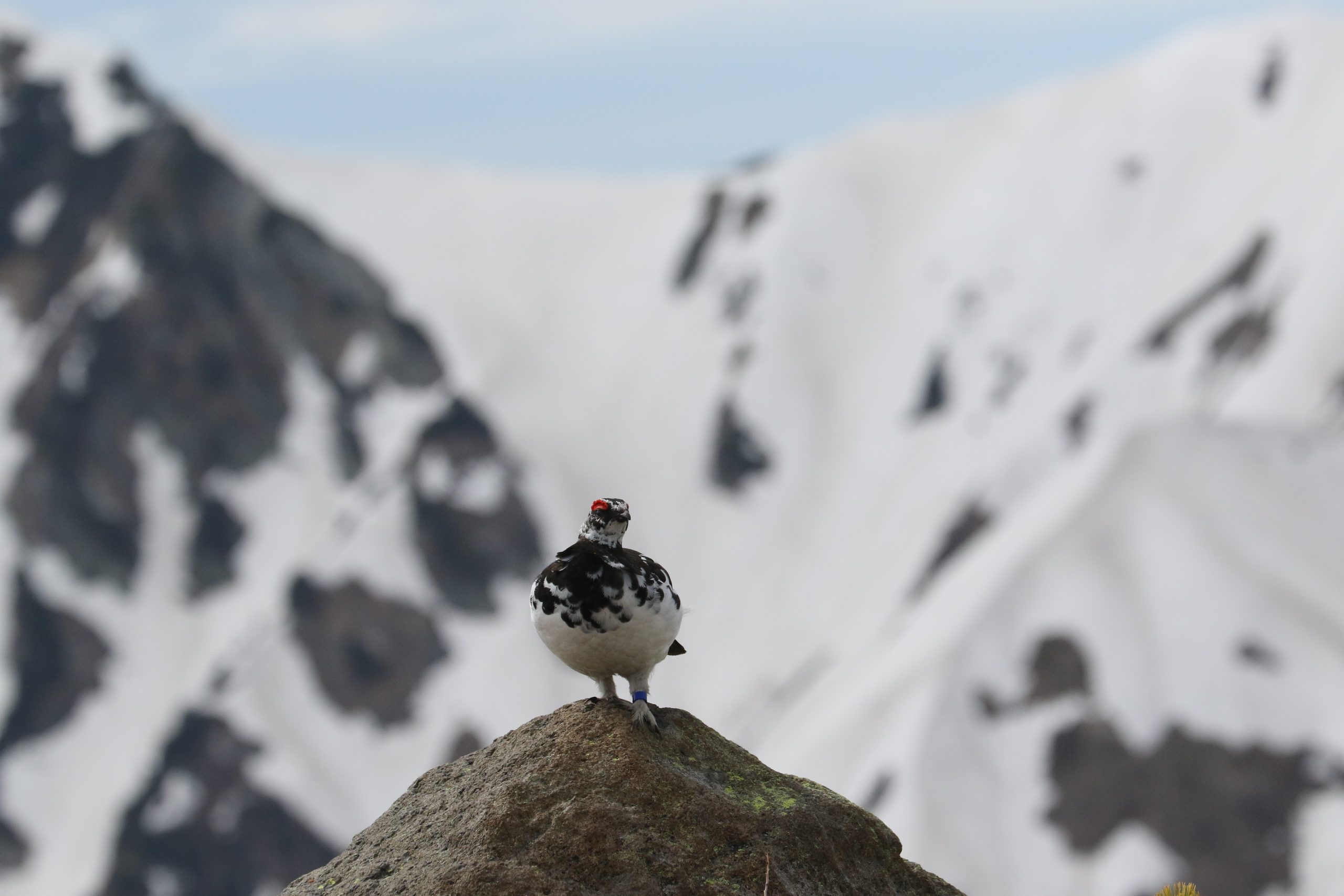 公益社団法人日本動物園水族館協会（JAZA）「種保存会議」に参加しました