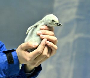 可愛いヒナたちの成長ぶりを観察しよう！「大きくなあれ！極地ペンギンのヒナの体重測定」 を開催します