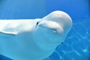 ニコもそろそろ参加します！