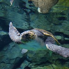 【初企画・静岡市共催】　ウミガメから学ぶ海洋プラスチック問題 ～海洋プラスチックを再利用!!  ワクワク プラモデル組み立てワークショップ～令和8年2月11日開催　参加者150名を募集します