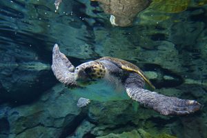 【初企画・静岡市共催】　ウミガメから学ぶ海洋プラスチック問題 ～海洋プラスチックを再利用!!  ワクワク プラモデル組み立てワークショップ～令和8年2月11日開催　参加者150名を募集します