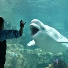 新「ベルーガ」平日限定イベント「ベルーガトーク～二つの窓を行ったり来たり～」がスタートします